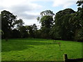 Grazing off Woundales Lane