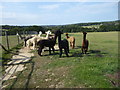 Alpacas on a footpath