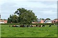 Pastured cattle, Farnsfield