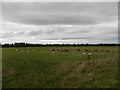 Farmland at Whinhill near Cawdor