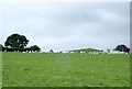 Rounding up sheep with a quad-bike