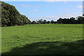 Pasture beside Little Oak Wood