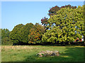 Trees and grassland in Muchall Park, Wolverhampton