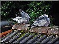 Wood Pigeons