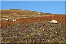 NT1238 : Sheep grazing, Clover Law by Jim Barton