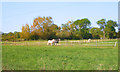 Paddocks near Northmoor