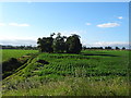 Crop field, Theakston Grange