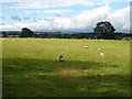 Sheep grazing, Ainderby Miers