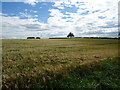 Cereal crop near Tunstall 