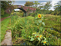 SD7908 : Sunflowers in the Canal by David Dixon