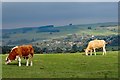 Cattle near Nettle Hill