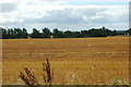 SP3765 : Unspoilt view prior to the arrival of HS2 by Andrew Bodman