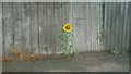 Sunflower by the A417 Road (Newtown)