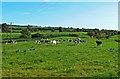 Grazing land near Kitchen Hill