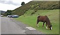 SO4494 : Pony in the Carding Mill Valley by Mat Fascione