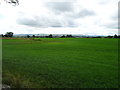 Grassland near Brys Byre