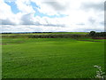 Grassland west of Bellerby