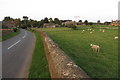 Sheep at Barford St John