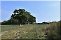 Standen, Pook Lane: Field of grass with a track running through it