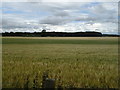 Cereal crop near Diamond Hill Farm