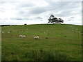 Hillside sheep grazing near Home Farm