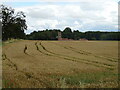 Cereal crop towards Hornby Church