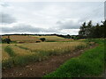 Cereal crop, Hornby