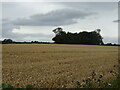 Cereal crop towards Roundhill Plump woodland