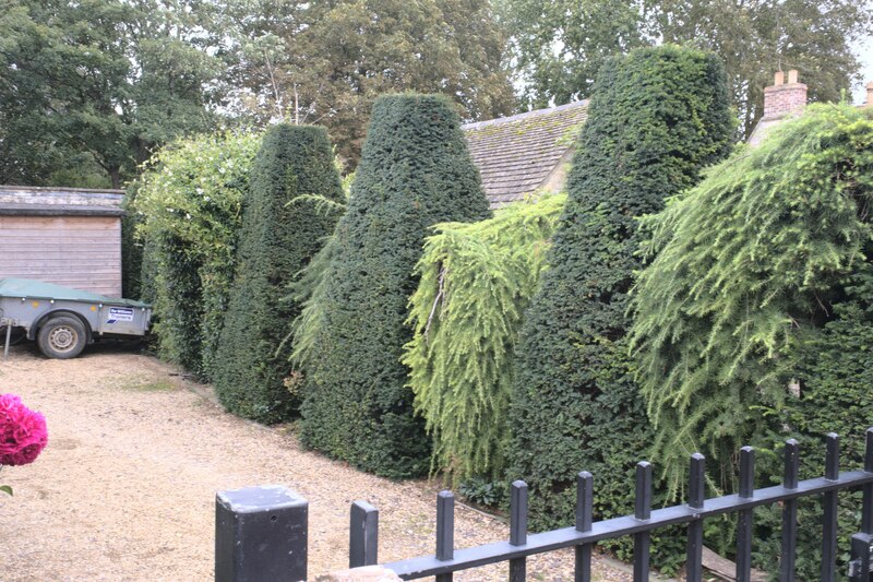 Ornamental Hedges © Bob Harvey Cc-by-sa 2.0 :: Geograph Britain And Ireland