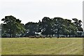 Hengherst: Cattle grazing field