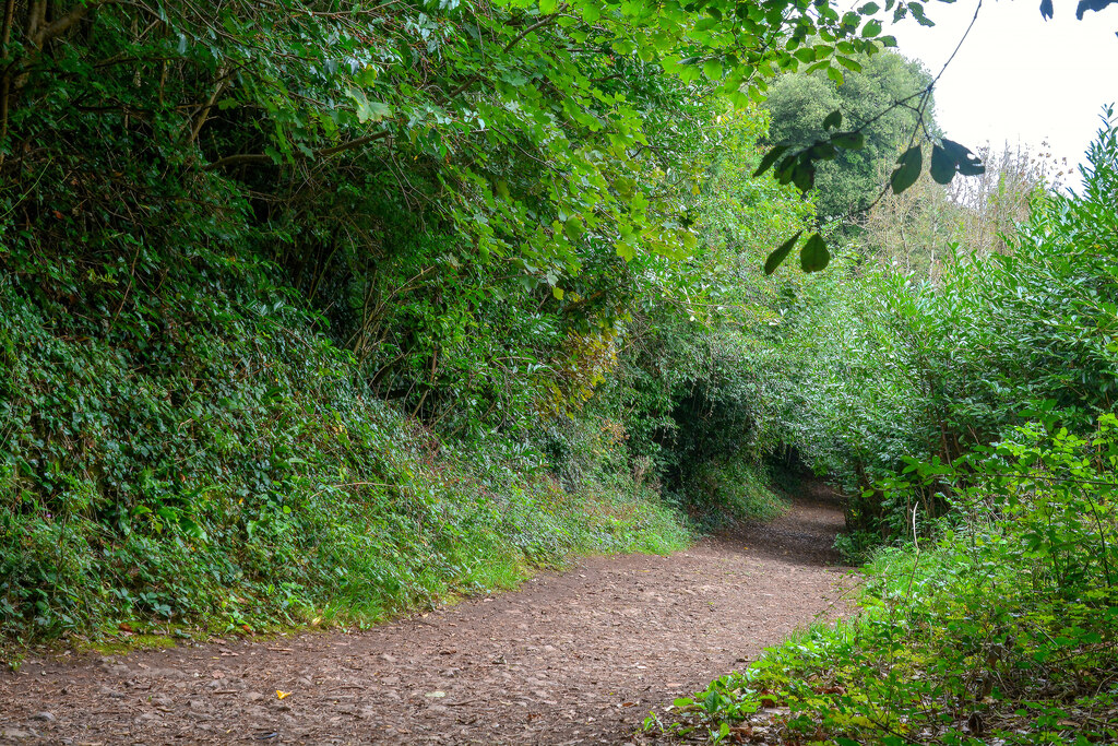 Henbury : Arbutus Walk © Lewis Clarke cc-by-sa/2.0 :: Geograph Britain ...