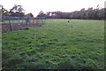 Sheep by the bridleway