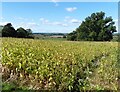 Maize crop ready for harvesting