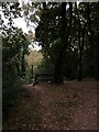 Glade with bench in Poynton Coppice