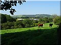 Cattle in a field