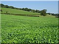 Farmland below Impton Wood