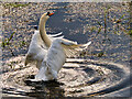 SD7908 : Mute Swan by David Dixon