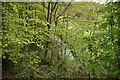 Oak Beck through trees