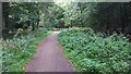 Path in Hockeridge Wood