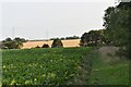 TM1045 : Sugar beet crop adjacent to Bullen Wood by Simon Mortimer
