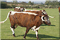 Cows at Eastfield Farm near Halsham