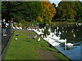 Feeding the swans