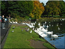 NS6367 : Feeding the swans by Richard Sutcliffe