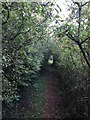 Vegetation forming a tunnel on footpath near Clayton Greaves Farm