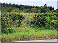 Entrance Gate to East Draffan Woodland