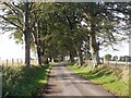 Beech lined road, East Linbank