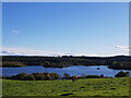 Cows above Loch Ussie