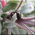 NT2470 : Rosemary Beetles on Sage by M J Richardson
