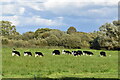 ST4240 : Cows grazing beside South Drain by David Martin