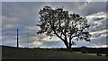 Solitary tree in a newly sown field